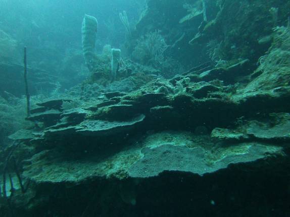 Corais formam prateleiras em Utila, ilha no litoral norte de Honduras